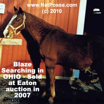 SEARCHING FOR HORSE Blaze, Near unknown, OH, 45011